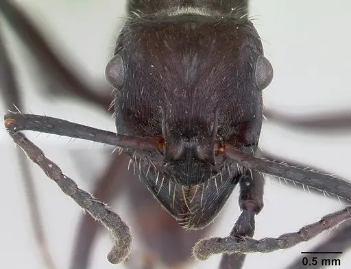 Ectatomma brunneum specimen CASENT0173375 image casent0173375_2