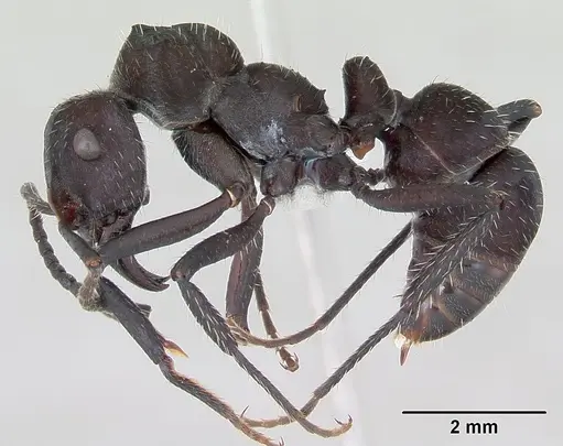 Ectatomma brunneum specimen CASENT0173375 image casent0173375_3