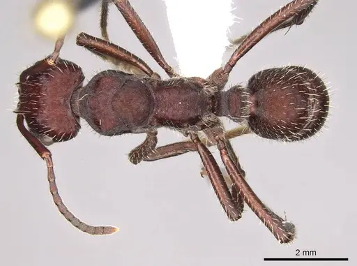 Ectatomma brunneum specimen CASENT0281500 image casent0281500_1