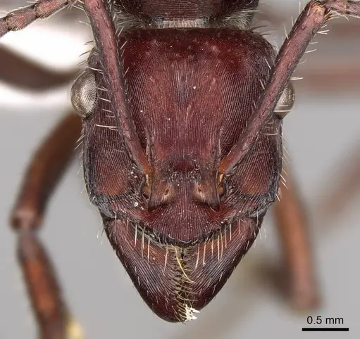 Ectatomma brunneum specimen CASENT0281500 image casent0281500_2