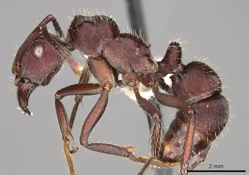 Ectatomma brunneum specimen CASENT0281500 image casent0281500_3