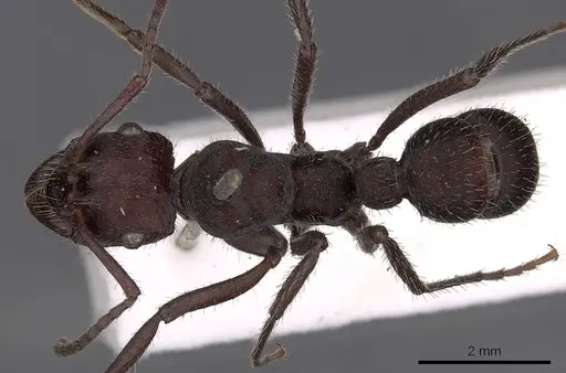 Ectatomma brunneum specimen CASENT0900515 image casent0900515_1