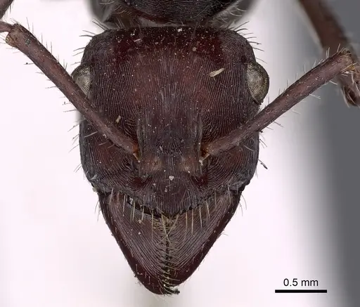 Ectatomma brunneum specimen CASENT0900515 image casent0900515_2