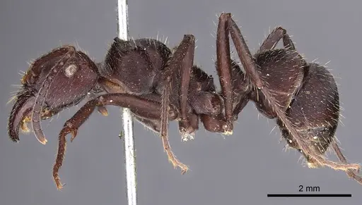 Ectatomma brunneum specimen CASENT0900515 image casent0900515_3