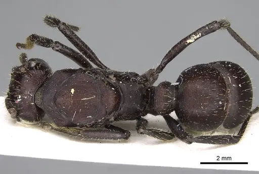 Ectatomma brunneum specimen CASENT0922398 image casent0922398_1