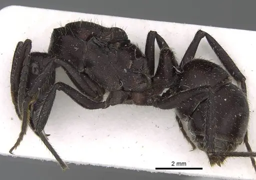Ectatomma brunneum specimen CASENT0922398 image casent0922398_3