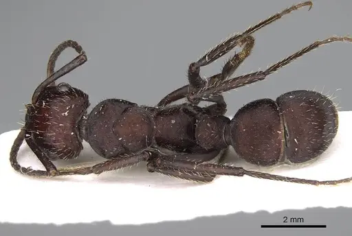 Ectatomma brunneum specimen CASENT0922399 image casent0922399_1