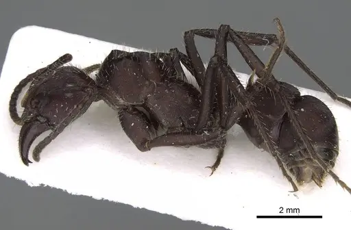Ectatomma brunneum specimen CASENT0922399 image casent0922399_3