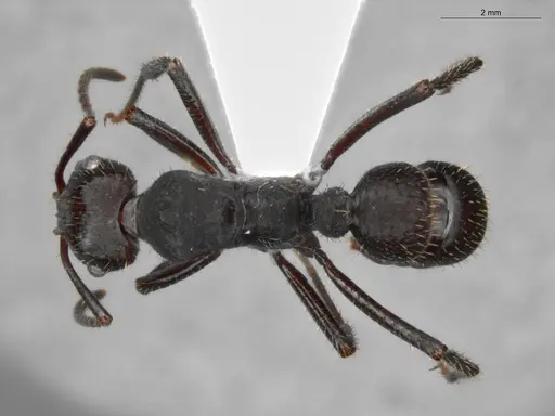 Ectatomma brunneum specimen ECOFOG-SAV18-0001-02 image ecofog-sav18-0001-02_1