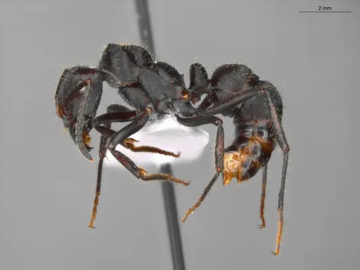 Ectatomma brunneum specimen ECOFOG-SAV18-0001-02 image ecofog-sav18-0001-02_3