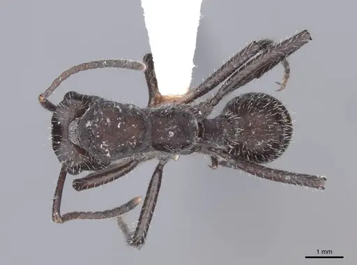 Ectatomma brunneum specimen FMNHINS0000047530 image fmnhins0000047530_1