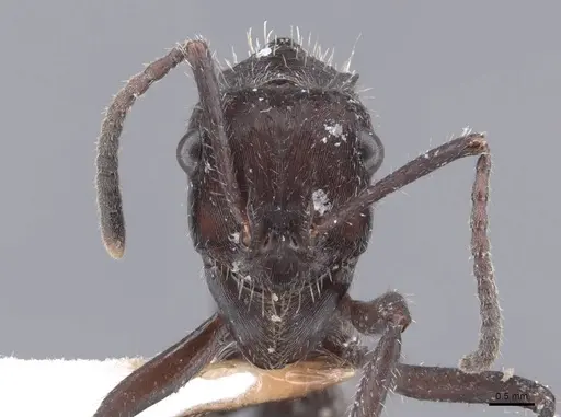 Ectatomma brunneum specimen FMNHINS0000047530 image fmnhins0000047530_2