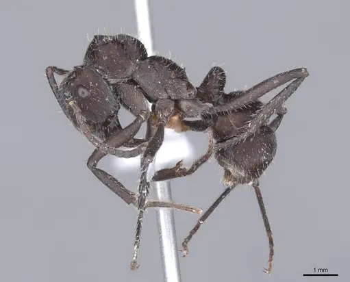 Ectatomma brunneum specimen FMNHINS0000047530 image fmnhins0000047530_3