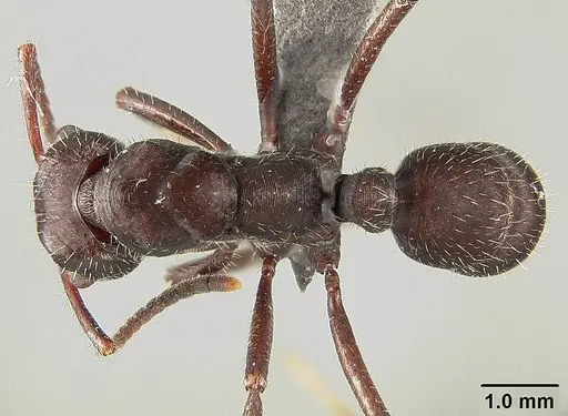 Ectatomma brunneum specimen USNMENT01124231 image usnment01124231_1