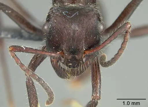 Ectatomma brunneum specimen USNMENT01124231 image usnment01124231_2