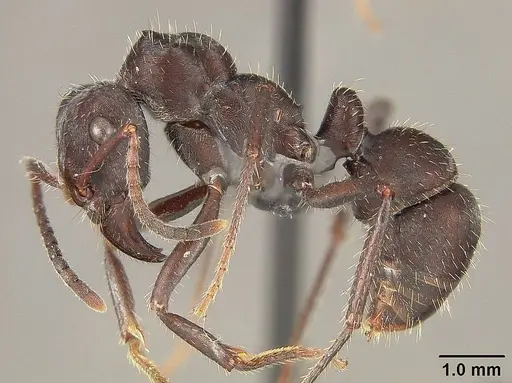 Ectatomma brunneum specimen USNMENT01124231 image usnment01124231_3