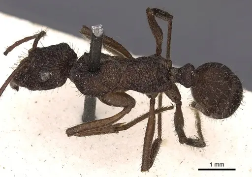 Ectatomma confine specimen CASENT0900516 image casent0900516_1