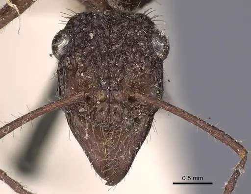 Ectatomma confine specimen CASENT0900516 image casent0900516_2