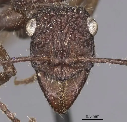 Ectatomma confine specimen CASENT0905378 image casent0905378_2