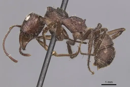 Ectatomma confine specimen CASENT0905378 image casent0905378_3