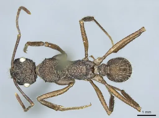 Ectatomma confine specimen CASENT0915906 image casent0915906_1
