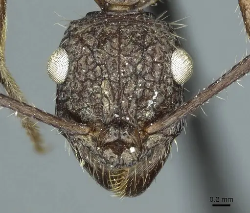 Ectatomma confine specimen CASENT0915906 image casent0915906_2