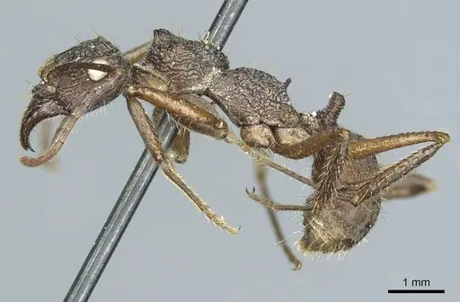 Ectatomma confine specimen CASENT0915906 image casent0915906_3