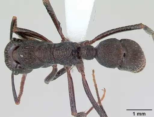 Ectatomma edentatum specimen CASENT0173376 image casent0173376_1