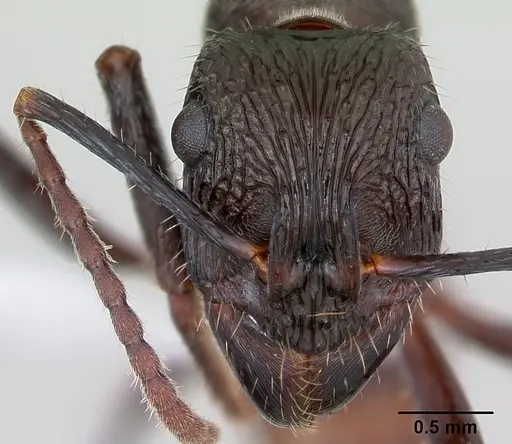 Ectatomma edentatum specimen CASENT0173376 image casent0173376_2
