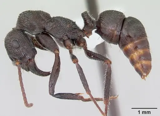 Ectatomma edentatum specimen CASENT0173376 image casent0173376_3