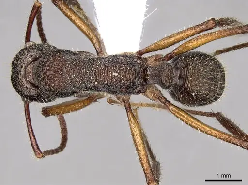 Ectatomma edentatum specimen CASENT0281501 image casent0281501_1