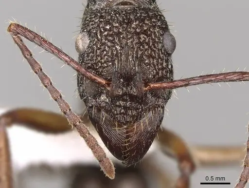 Ectatomma edentatum specimen CASENT0281501 image casent0281501_2