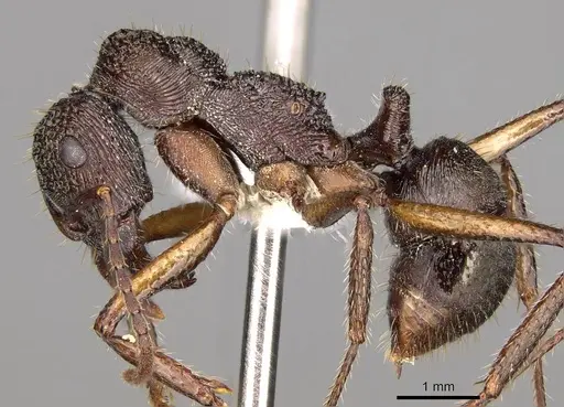 Ectatomma edentatum specimen CASENT0281501 image casent0281501_3
