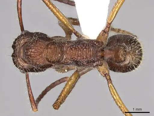 Ectatomma edentatum specimen CASENT0281502 image casent0281502_1
