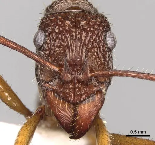 Ectatomma edentatum specimen CASENT0281502 image casent0281502_2