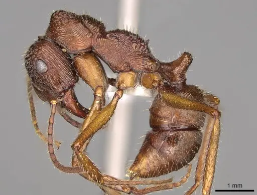Ectatomma edentatum specimen CASENT0281502 image casent0281502_3