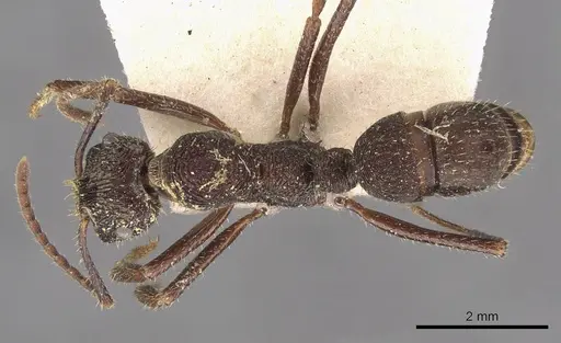 Ectatomma edentatum specimen CASENT0907177 image casent0907177_1