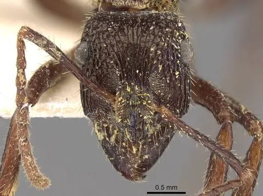 Ectatomma edentatum specimen CASENT0907177 image casent0907177_2