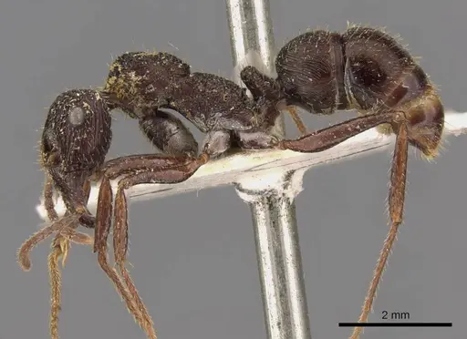Ectatomma edentatum specimen CASENT0907177 image casent0907177_3