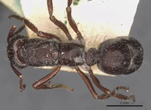 Ectatomma edentatum specimen CASENT0907178 image casent0907178_1