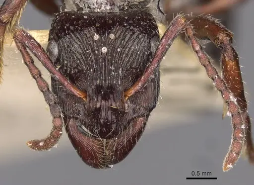 Ectatomma edentatum specimen CASENT0907178 image casent0907178_2