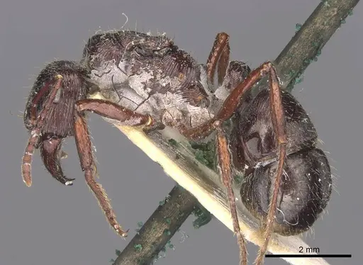 Ectatomma edentatum specimen CASENT0907178 image casent0907178_3