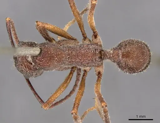 Ectatomma edentatum specimen CASENT0907179 image casent0907179_1