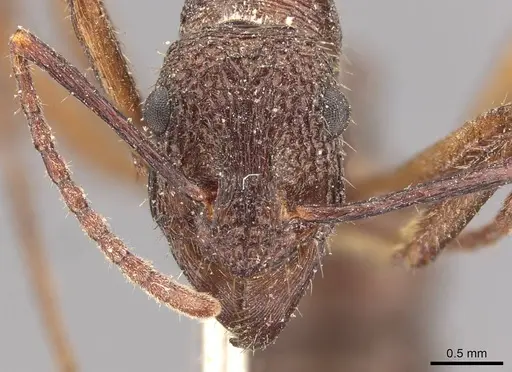 Ectatomma edentatum specimen CASENT0907179 image casent0907179_2