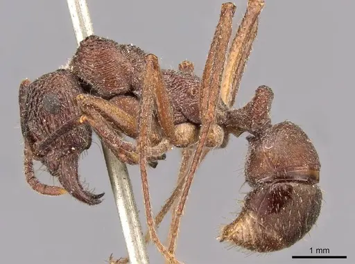 Ectatomma edentatum specimen CASENT0907179 image casent0907179_3