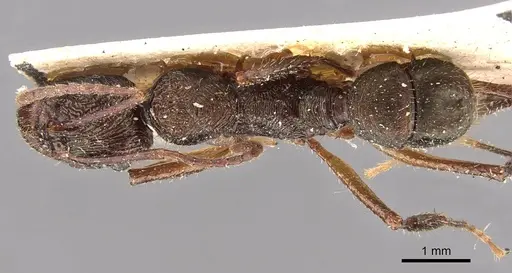 Ectatomma edentatum specimen CASENT0907180 image casent0907180_1