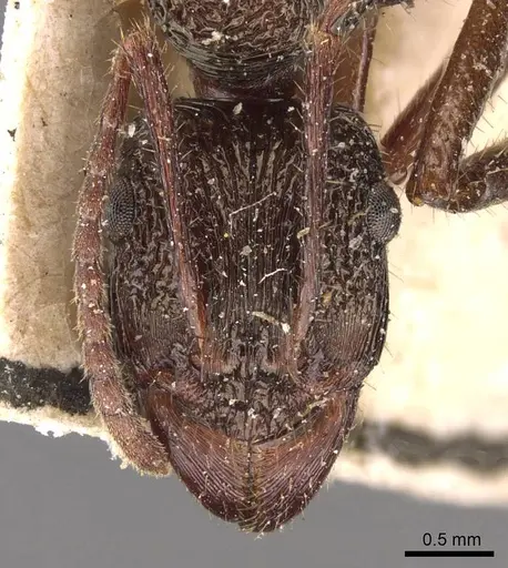 Ectatomma edentatum specimen CASENT0907180 image casent0907180_2