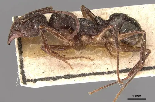 Ectatomma edentatum specimen CASENT0907180 image casent0907180_3
