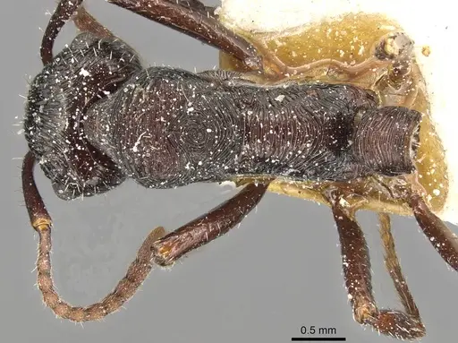 Ectatomma edentatum specimen CASENT0915106 image casent0915106_1