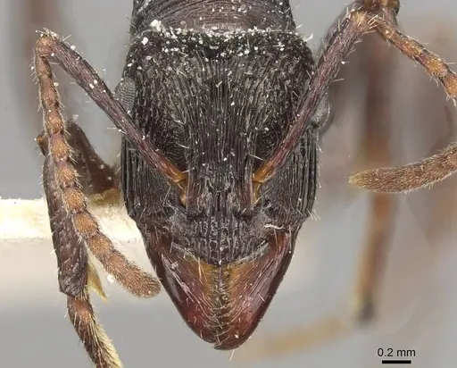 Ectatomma edentatum specimen CASENT0915106 image casent0915106_2